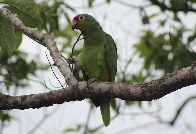 ホテル Boca Chica Bay Eco Lodge