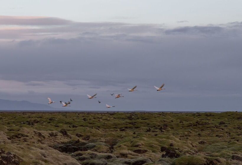 پانسیون Dalshöfði Guesthouse