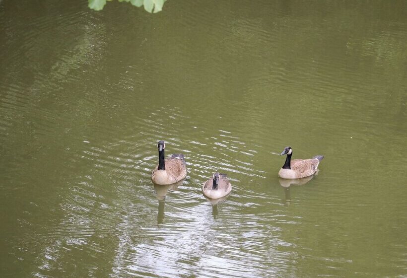 Miswells Cottages   Lake View