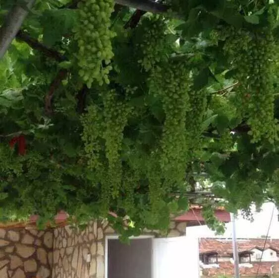 Retkeilymaja Kristal Pansiyon