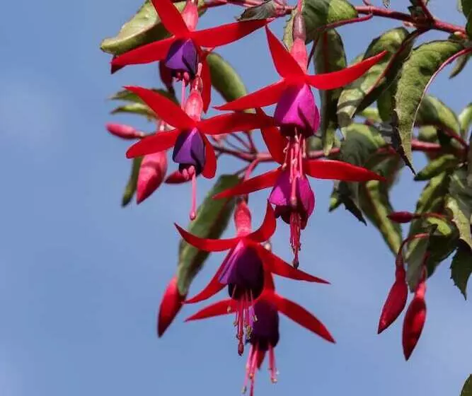 ホテル Ventura Chillan