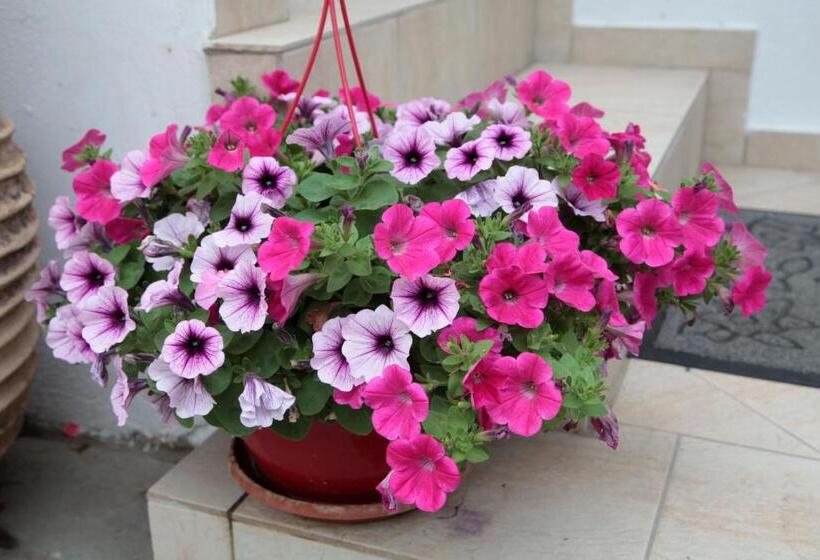 Пансион Paralia Guest House