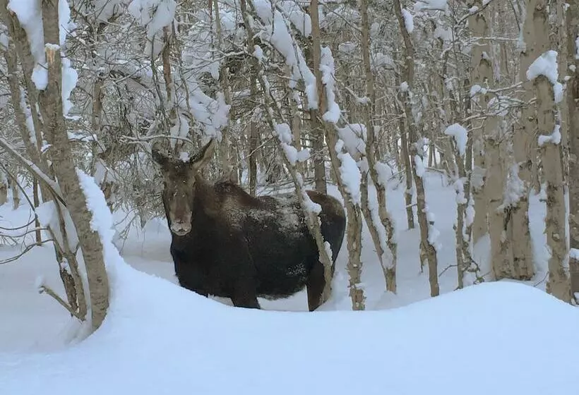 Talkeetna Cabins On Montana Creek