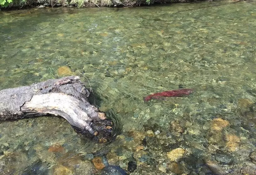 Talkeetna Cabins On Montana Creek