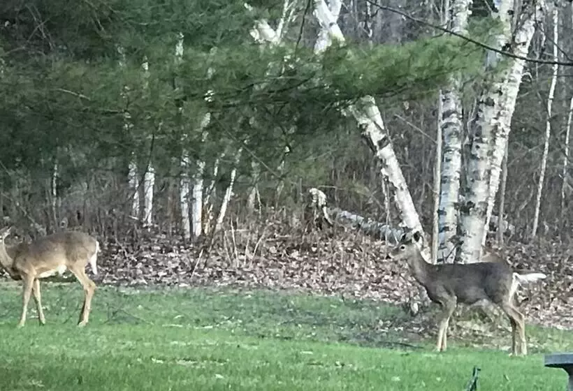 Hush Lodge And Cottages