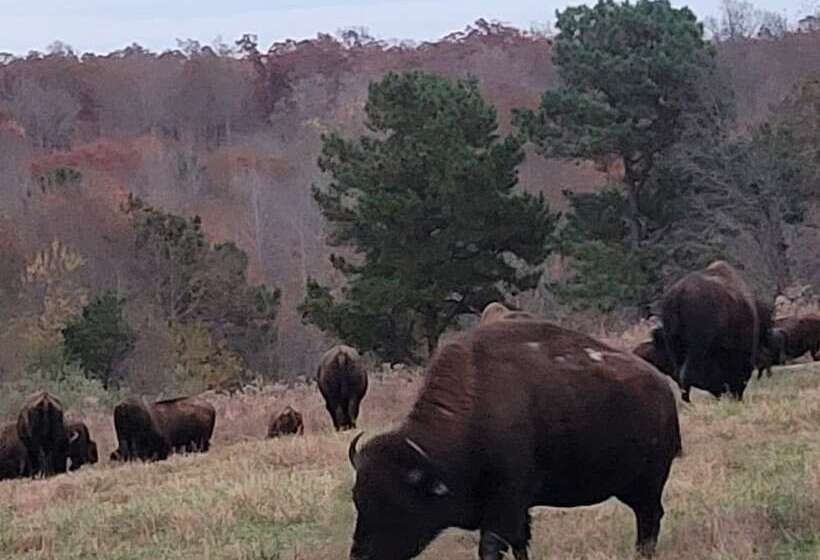 Motelli Aurora's Kentucky Lake Cottages