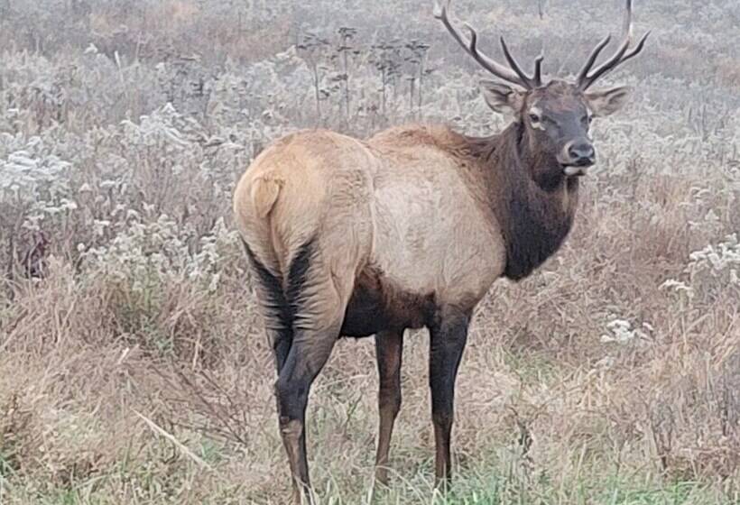 Motelli Aurora's Kentucky Lake Cottages