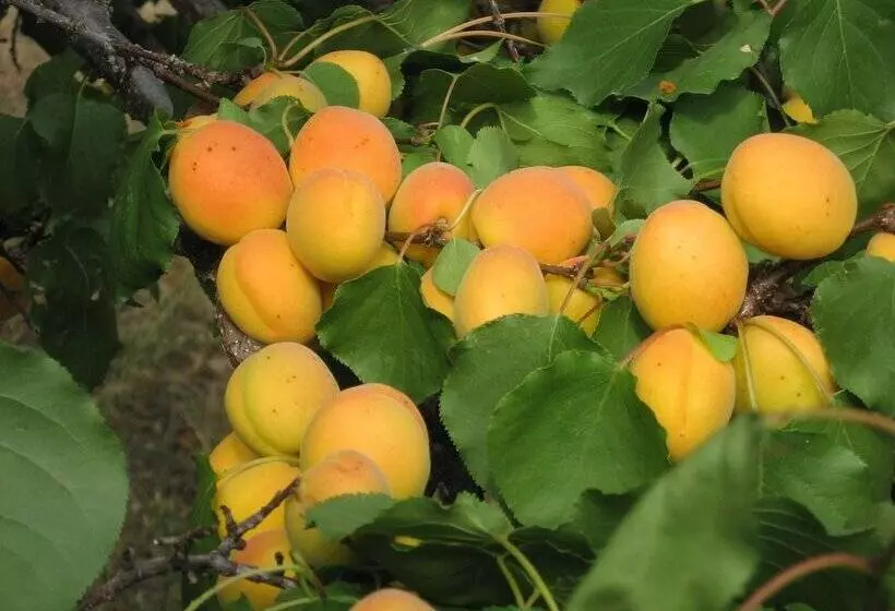 Majatalo Pinewood Guesthouse