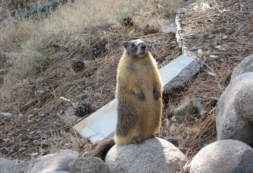 膳宿费 Pinewood Guesthouse