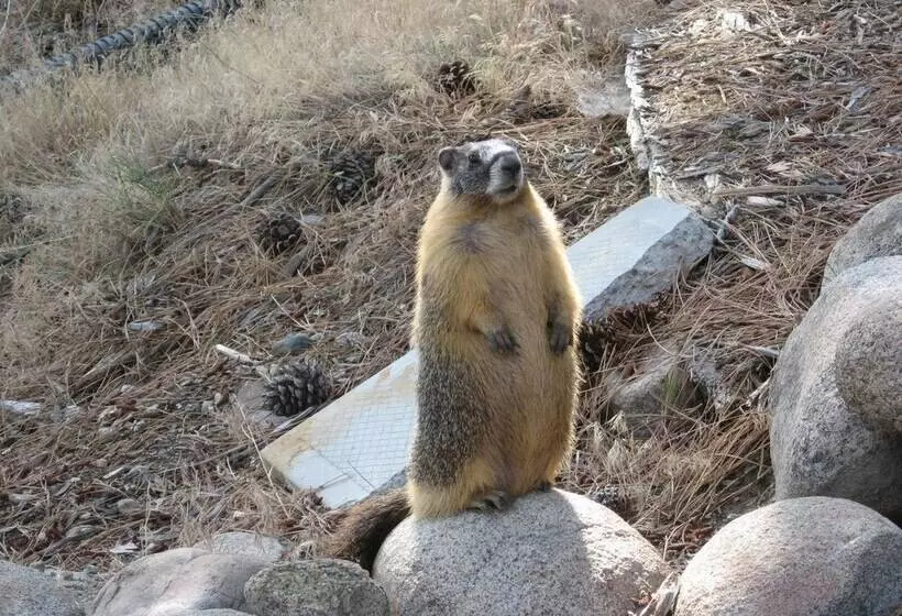 Majatalo Pinewood Guesthouse