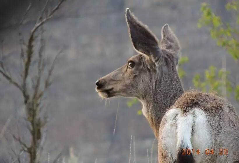 Majatalo Pinewood Guesthouse