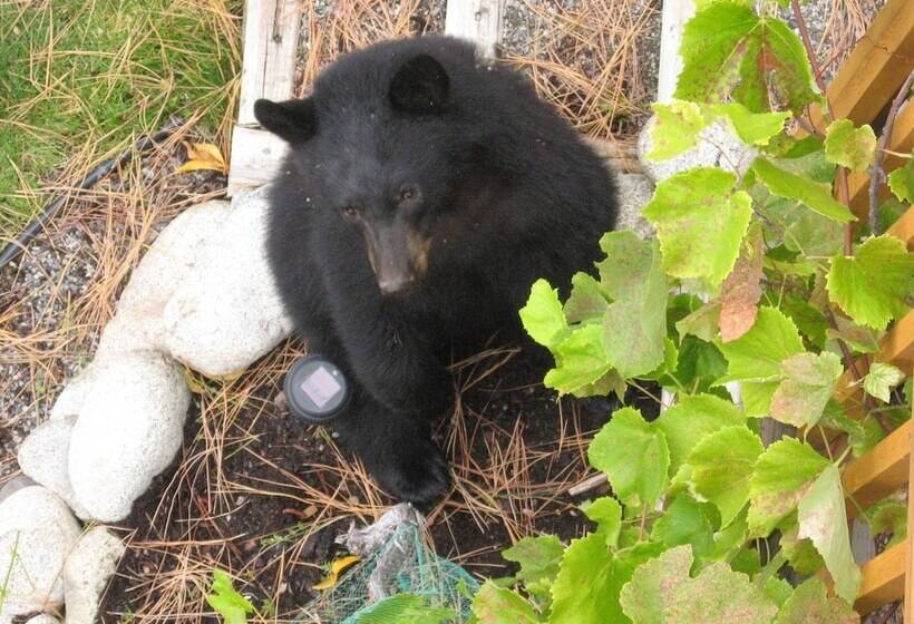 膳宿费 Pinewood Guesthouse