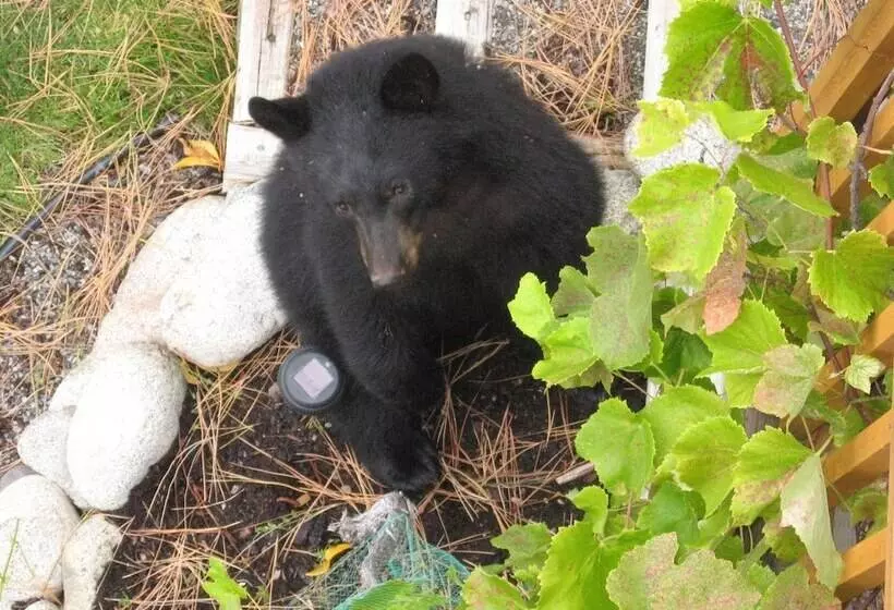 Majatalo Pinewood Guesthouse