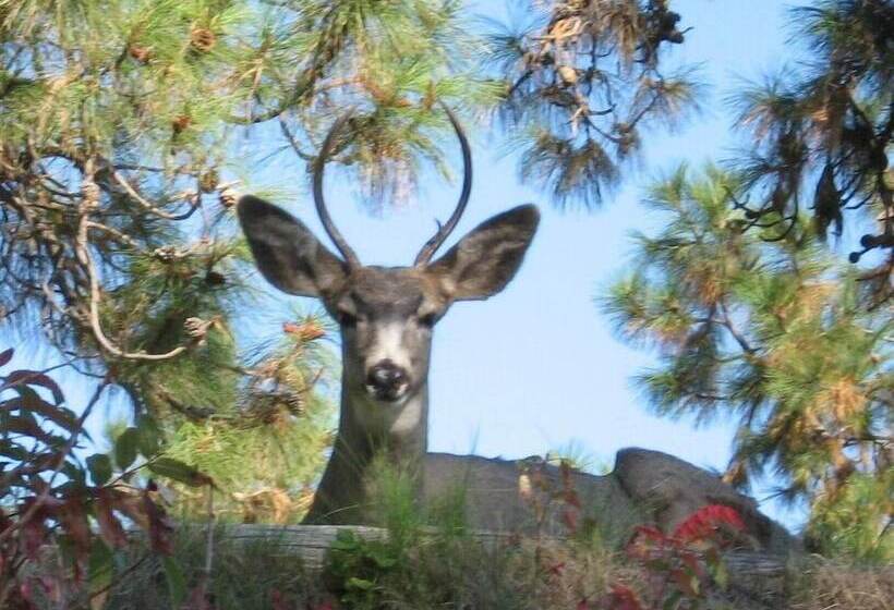 膳宿费 Pinewood Guesthouse