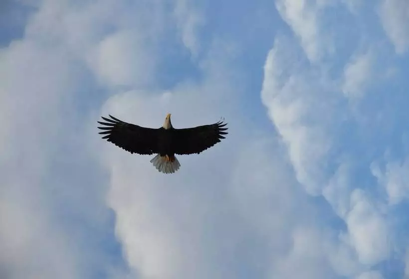 Where Eagles Fly Bed & Breakfast