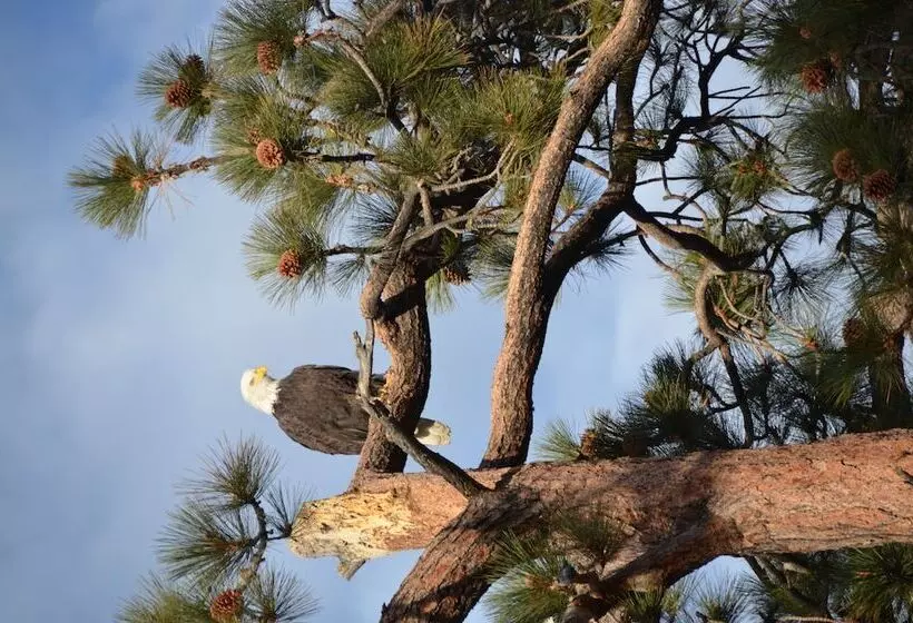 Where Eagles Fly Bed & Breakfast