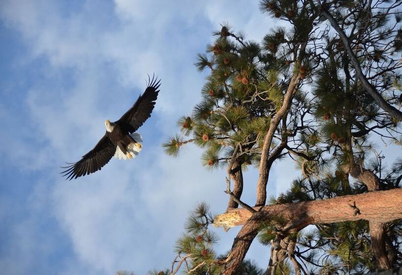 Where Eagles Fly Bed & Breakfast