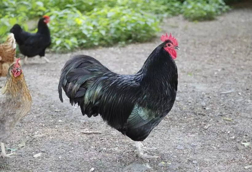 Отель Gut Hühnerhof