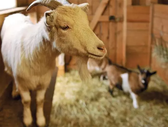 Отель Wildgatter Gmbh Ferienappartements