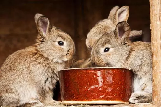 Отель Wildgatter Gmbh Ferienappartements