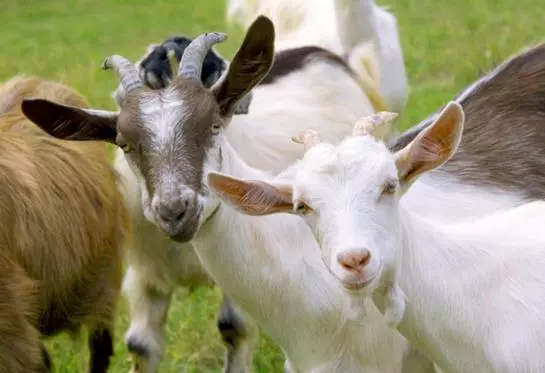 Отель Wildgatter Gmbh Ferienappartements