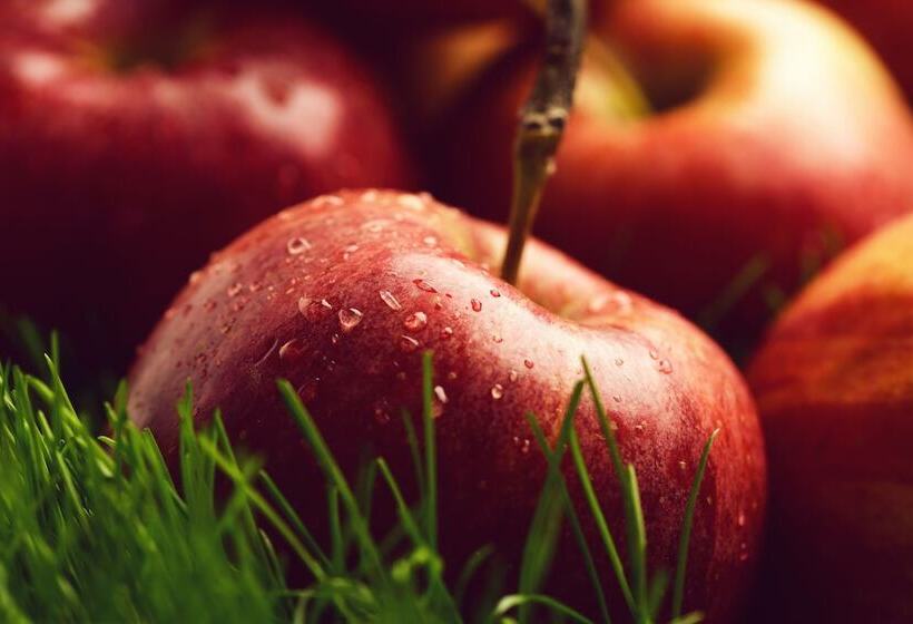 Suburban Studios By Choice Hotels Award Winning New 2024 Walk To Eateries & Grocery Ultra Sp