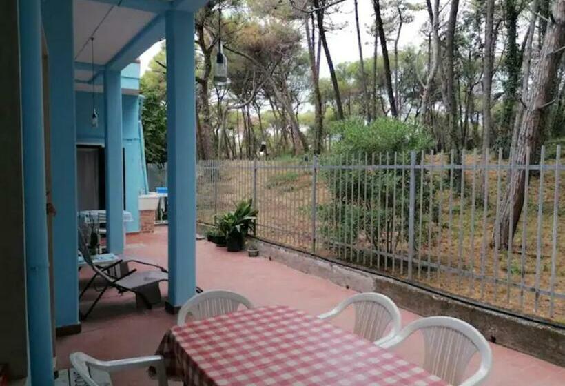 Bibbona Summer   Pineta 1