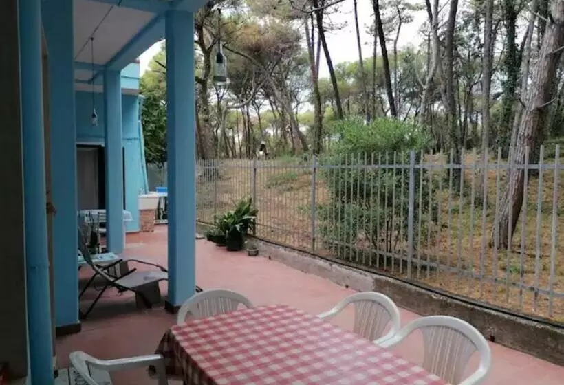 Bibbona Summer   Pineta 1
