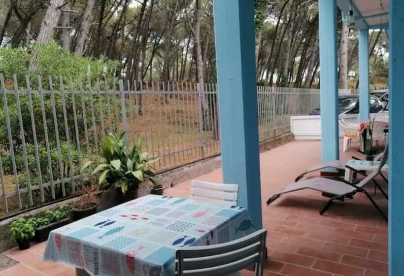 Bibbona Summer   Pineta 1