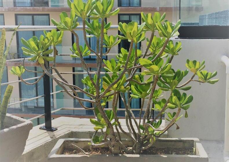 فندق Sole Suites