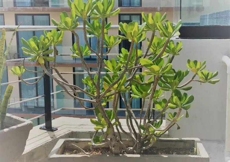 هتل Sole Suites