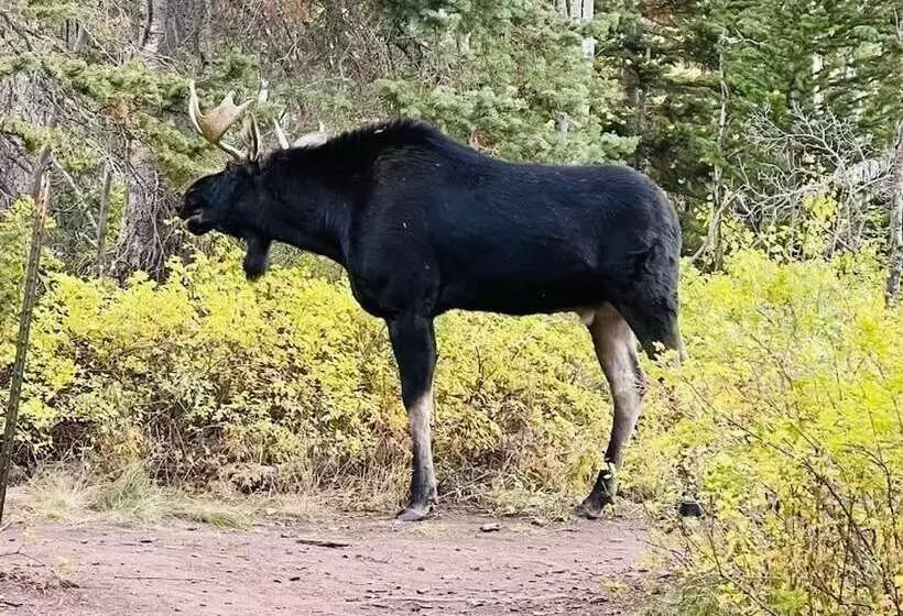 Mountain Cabin, Close To Slopes, 4br And 3ba, Hottub