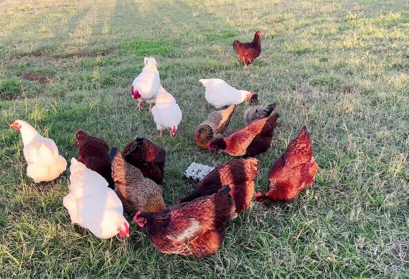 Отель Seven Peaks Farm Stay