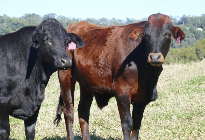 Отель Seven Peaks Farm Stay