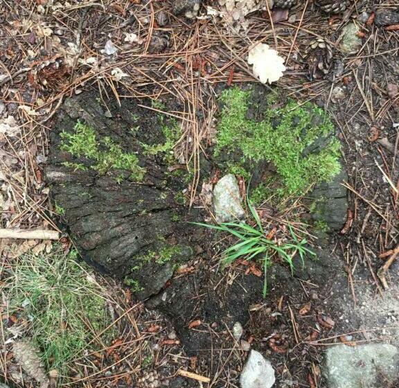 צימר De Vliegher