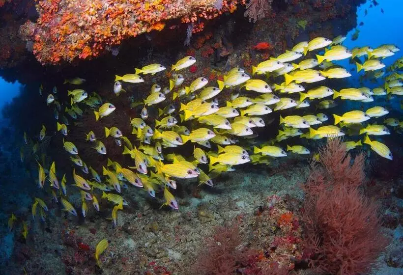 پانسیون Unwind Dhigurah