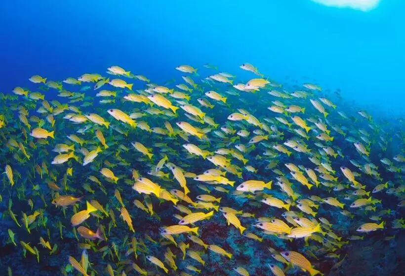 پانسیون Unwind Dhigurah