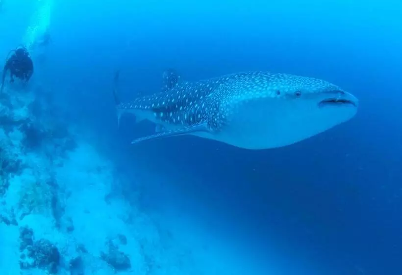 پانسیون Unwind Dhigurah