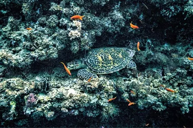 پانسیون Unwind Dhigurah