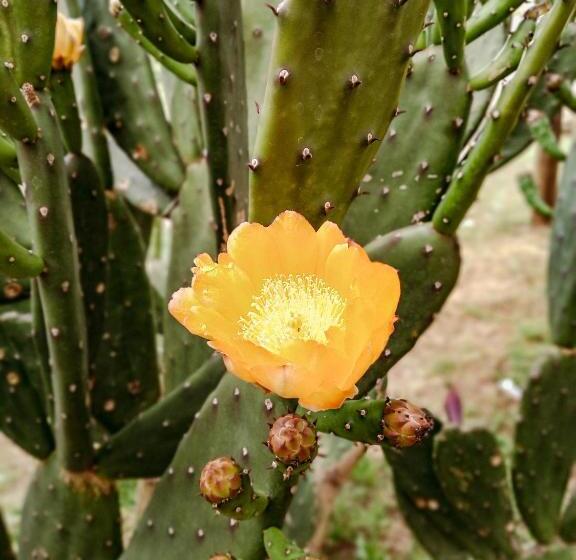 تختخواب و صبحانه Pura Sangre