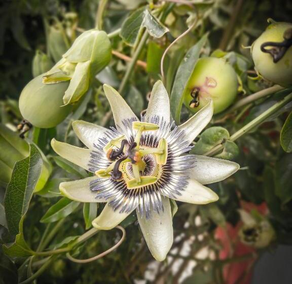 تختخواب و صبحانه Pura Sangre