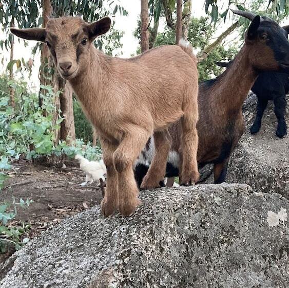 호텔 Quintinha Silvestre