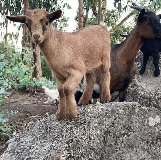 ホテル Quintinha Silvestre