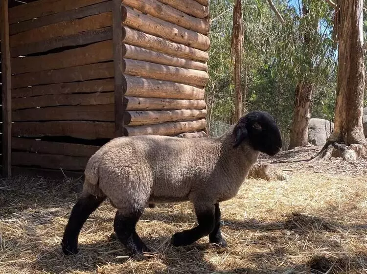 ホテル Quintinha Silvestre