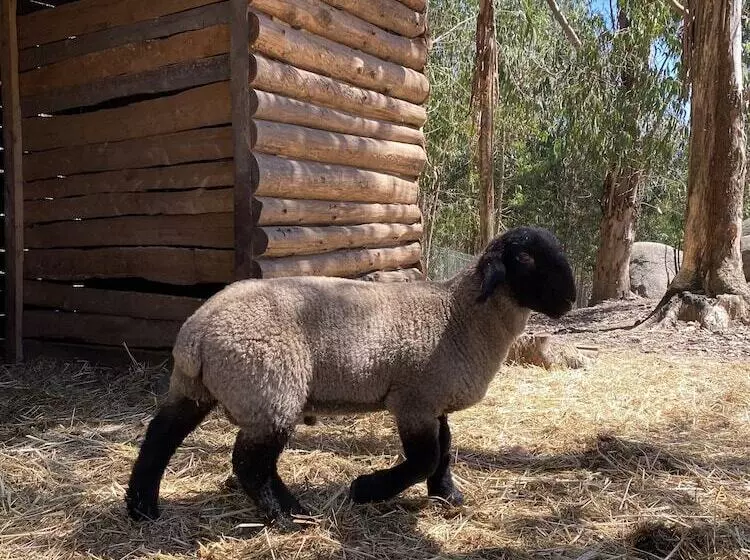 ホテル Quintinha Silvestre