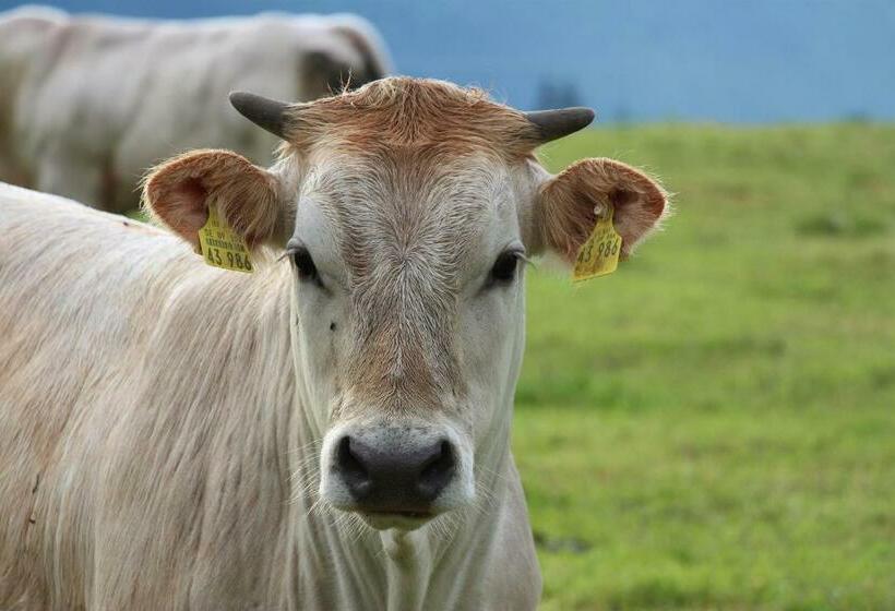 Отель Biohof Burger, 3 Sonnige Fewo, Alle Mit Balkon, Spielzimmer, Grillhütte, 7 Km Vor Oberstdorf