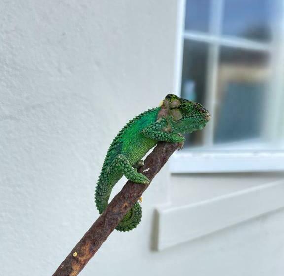 פנסיון Protea Manor