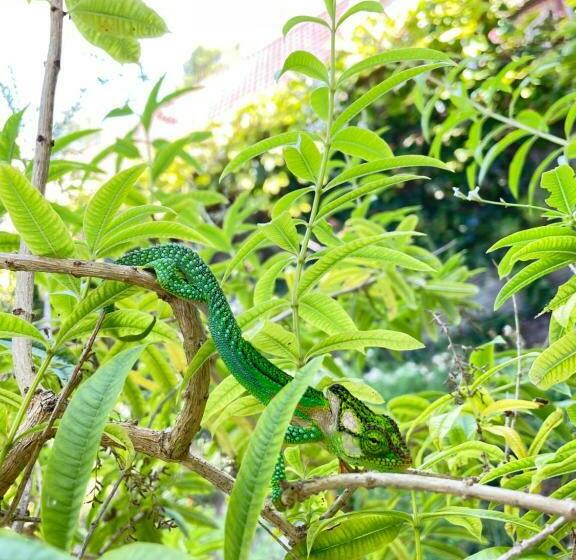 פנסיון Protea Manor