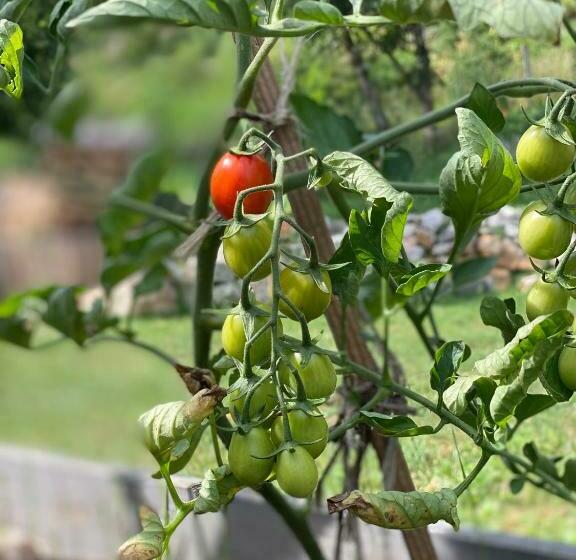 פנסיון Célézen