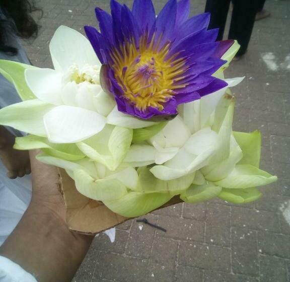 Bed and Breakfast Jungle Book Udawalawa